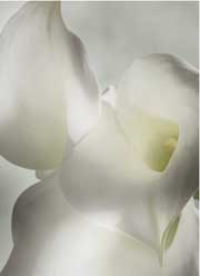 Calla lily